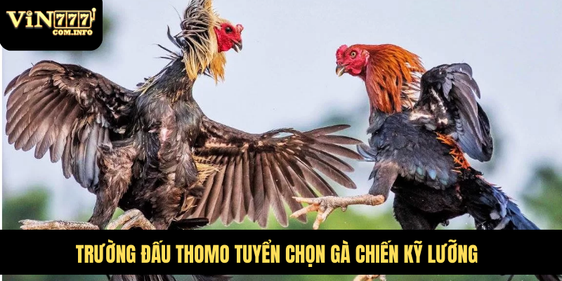 Hướng Dẫn Chơi Đá Gà VIN777 com Chi Tiết Với Quy Tắc Chuẩn 2 Trường đấu Thomo tuyển chọn gà chiến kỹ lưỡng