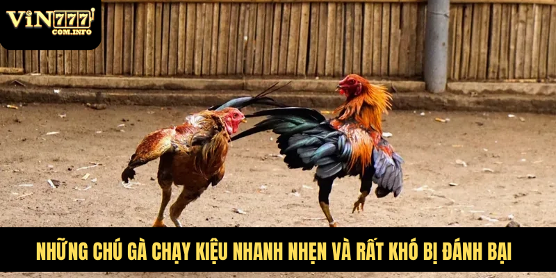 Những Chú Gà Chạy Kiệu Nhanh Nhẹn Và Rất Khó Bị Đánh Bại 1 gà chạy kiệu