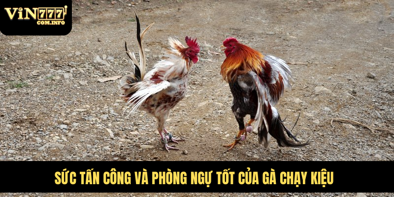 Những Chú Gà Chạy Kiệu Nhanh Nhẹn Và Rất Khó Bị Đánh Bại 2 Sức tấn công và phòng ngự tốt của gà chạy kiệu