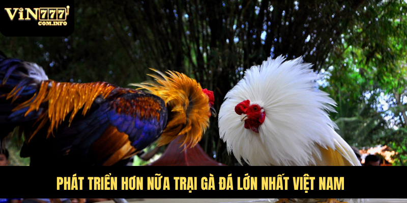 Quy Mô Hoành Tráng Của Trại Gà Đá Lớn Nhất Việt Nam 2 Phát triển hơn nữa trại gà đá lớn nhất Việt Nam