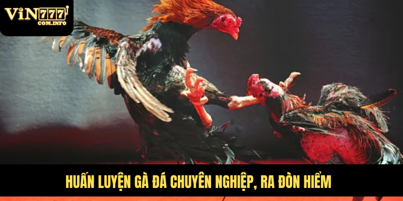 Quy Mô Hoành Tráng Của Trại Gà Đá Lớn Nhất Việt Nam 3 Huấn luyện gà đá chuyên nghiệp, ra đòn hiểm